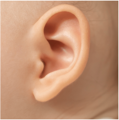 Toddler ear